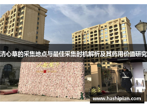 清心草的采集地点与最佳采集时机解析及其药用价值研究